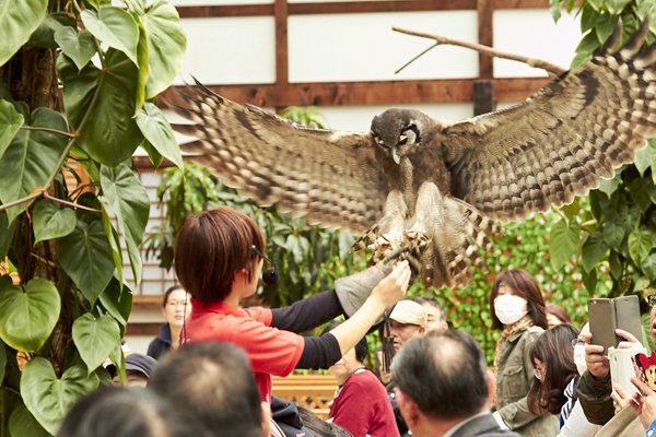 🦜 가케가와 화조원(카케가와 카초엔) 이미지 4